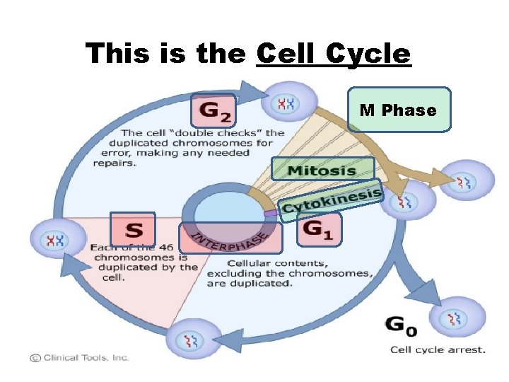 This is the Cell Cycle M Phase 