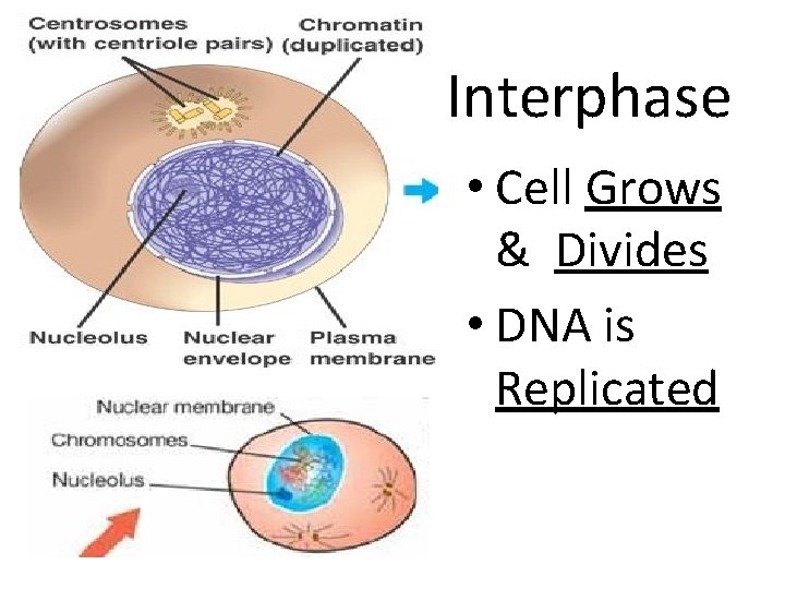 Interphase • Cell Grows & Divides • DNA is Replicated 