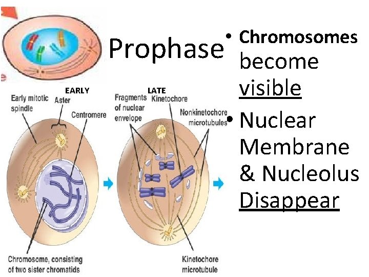 Prophase EARLY LATE • Chromosomes become visible • Nuclear Membrane & Nucleolus Disappear 