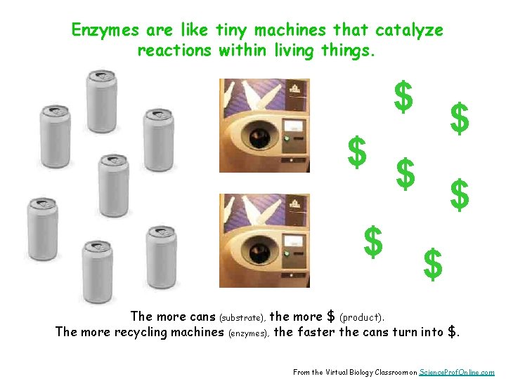 Enzymes are like tiny machines that catalyze reactions within living things. $ $ $