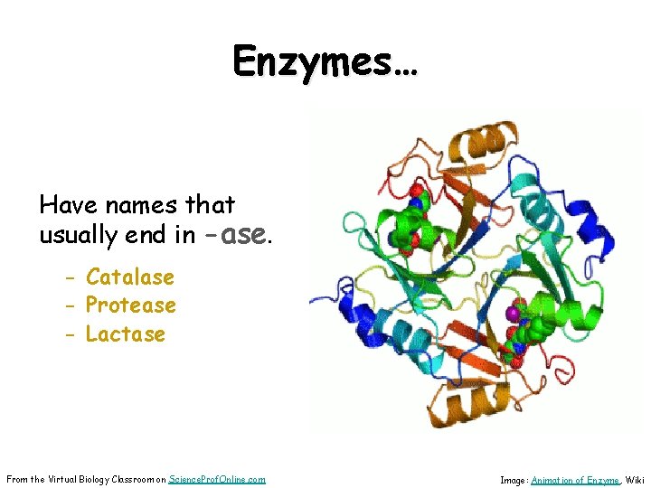 Enzymes… Have names that usually end in -ase. - Catalase - Protease - Lactase