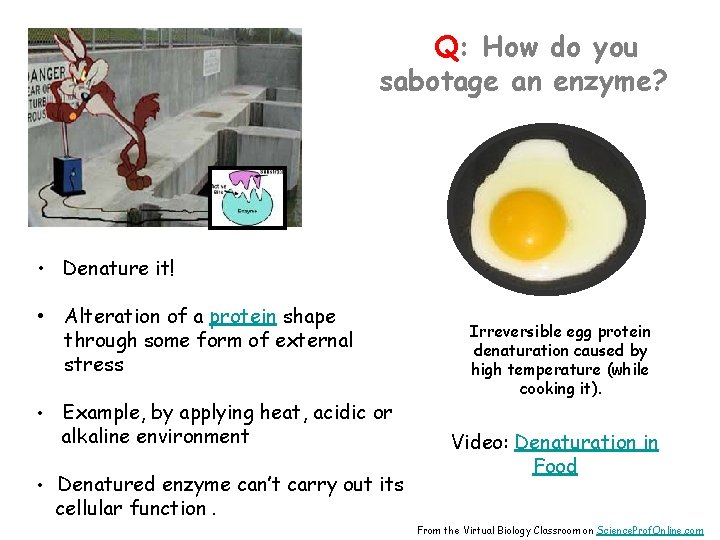 Q: How do you sabotage an enzyme? • Denature it! • Alteration of a