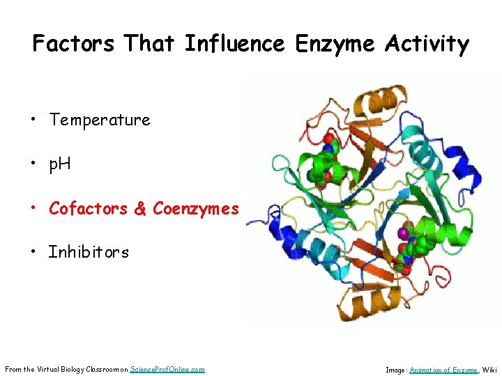 Factors That Influence Enzyme Activity • Temperature • p. H • Cofactors & Coenzymes