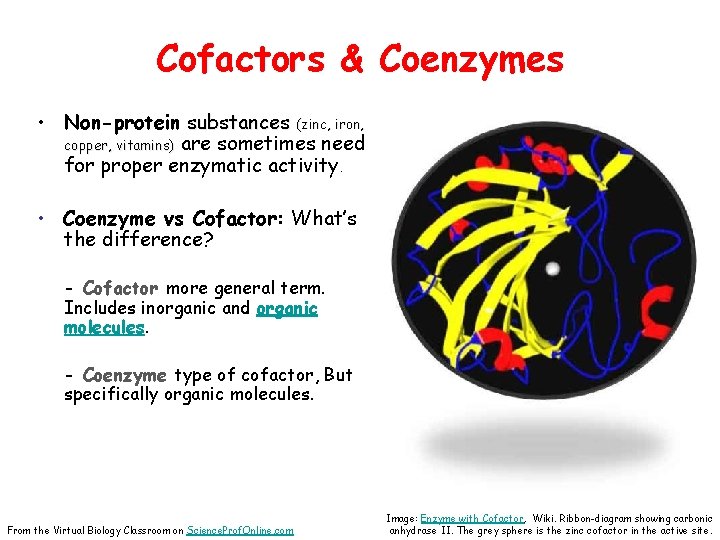 Cofactors & Coenzymes • Non-protein substances (zinc, iron, copper, vitamins) are sometimes need for