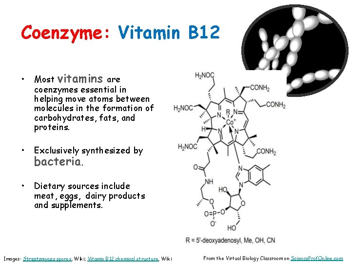 Coenzyme: Vitamin B 12 • Most vitamins are coenzymes essential in helping move atoms