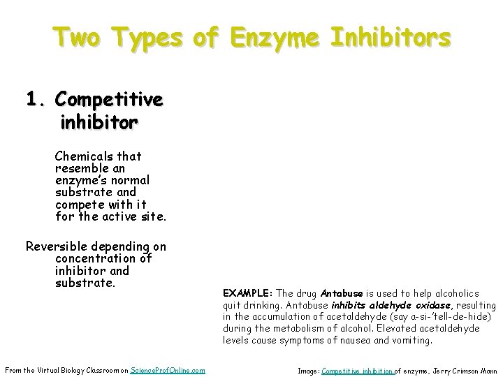 Two Types of Enzyme Inhibitors 1. Competitive inhibitor Chemicals that resemble an enzyme’s normal
