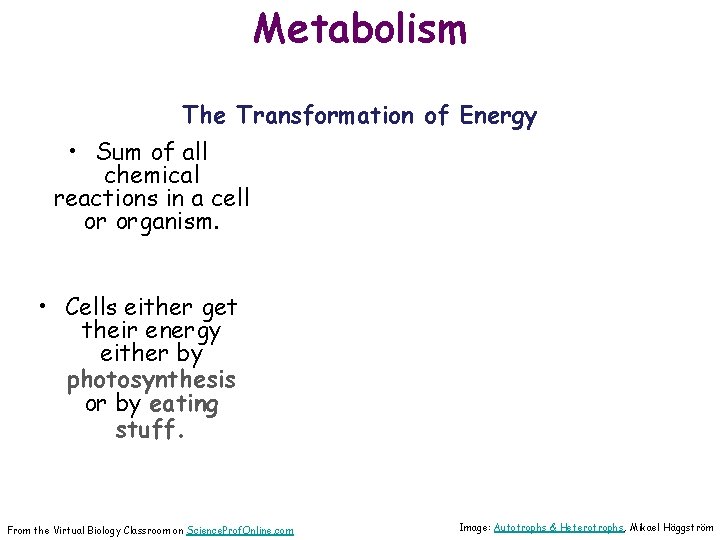 Metabolism The Transformation of Energy • Sum of all chemical reactions in a cell
