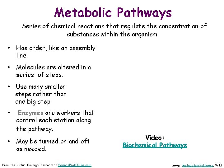 Metabolic Pathways Series of chemical reactions that regulate the concentration of substances within the