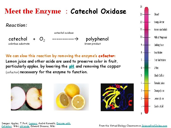 Meet the Enzyme : Catechol Oxidase Reaction: catechol oxidase catechol colorless substrate + O