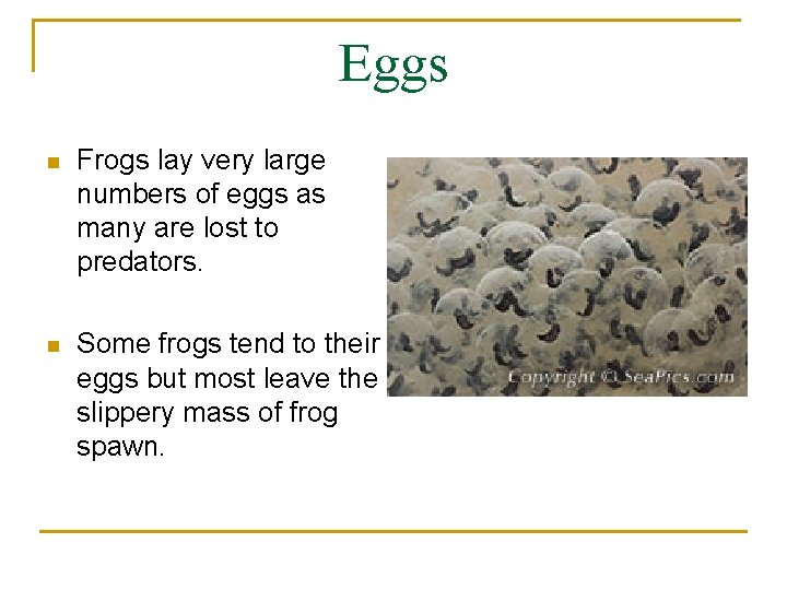 Eggs n Frogs lay very large numbers of eggs as many are lost to