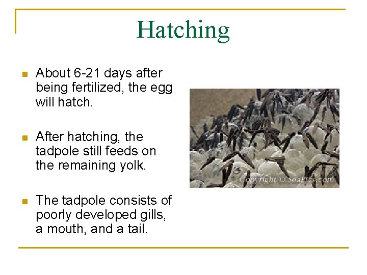 Hatching n About 6 -21 days after being fertilized, the egg will hatch. n