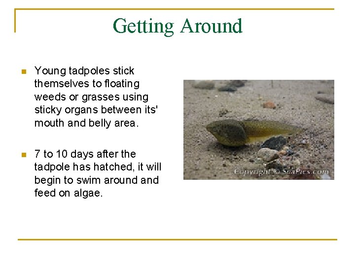 Getting Around n Young tadpoles stick themselves to floating weeds or grasses using sticky