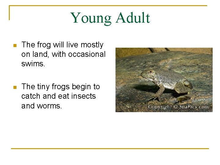 Young Adult n The frog will live mostly on land, with occasional swims. n