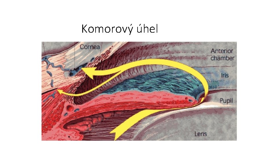 Komorový úhel 