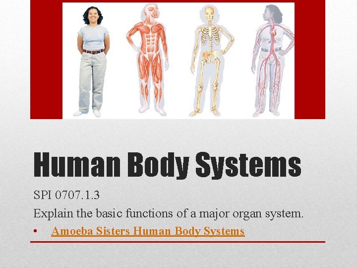Human Body Systems SPI 0707. 1. 3 Explain the basic functions of a major