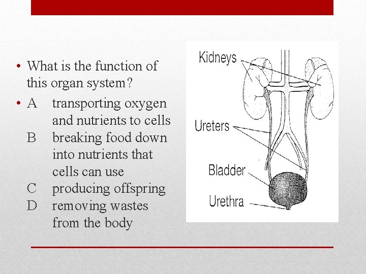  • What is the function of this organ system? • A transporting oxygen
