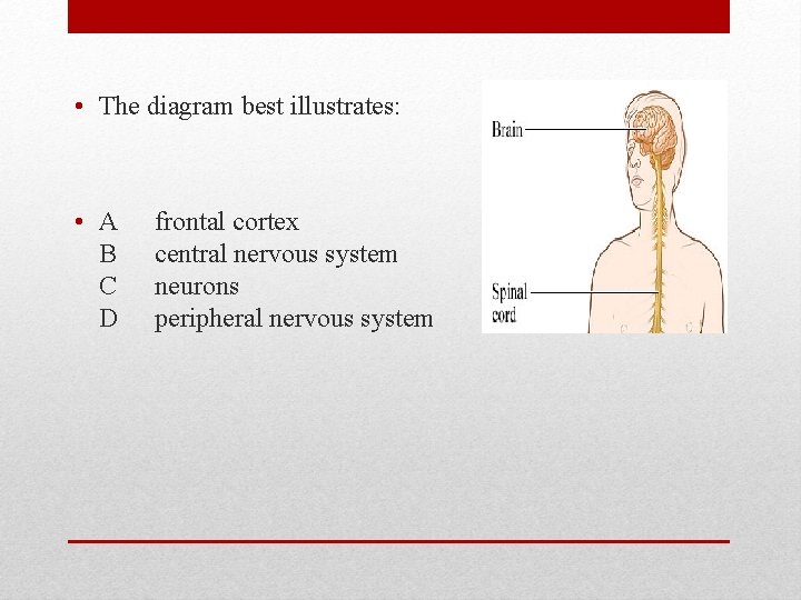  • The diagram best illustrates: • A B C D frontal cortex central