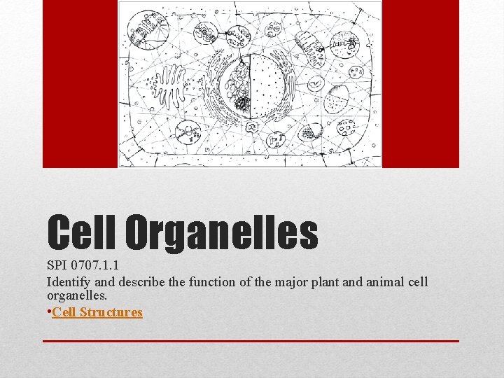 Cell Organelles SPI 0707. 1. 1 Identify and describe the function of the major