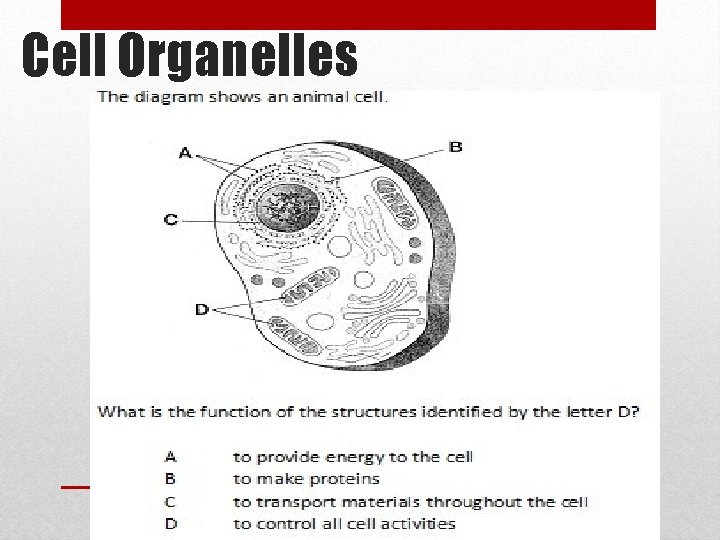 Cell Organelles 
