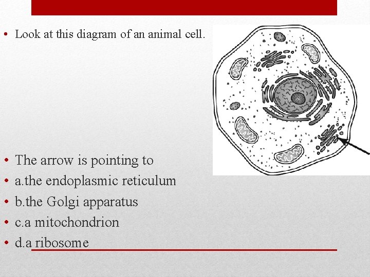  • Look at this diagram of an animal cell. • • • The