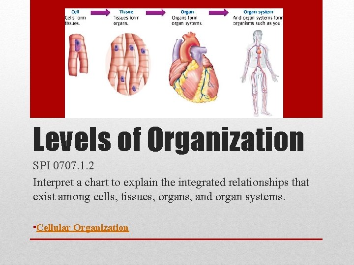 Levels of Organization SPI 0707. 1. 2 Interpret a chart to explain the integrated