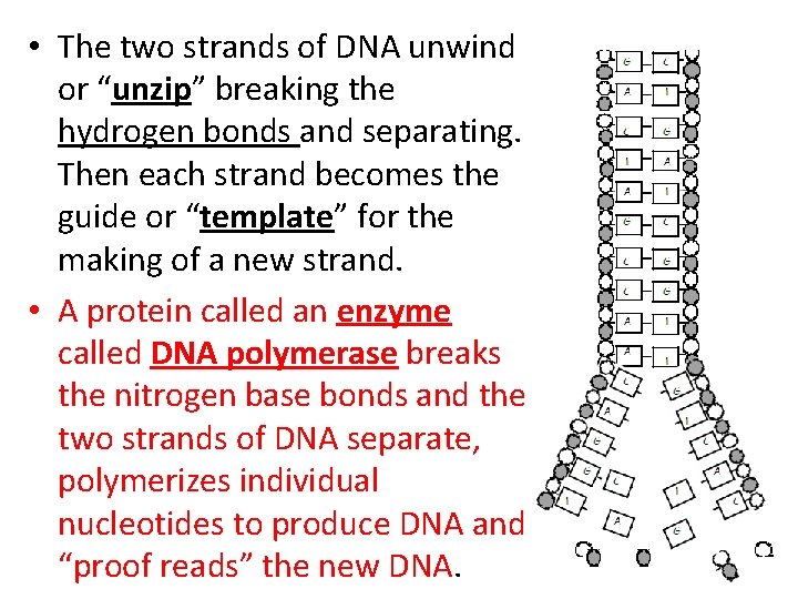  • The two strands of DNA unwind or “unzip” breaking the hydrogen bonds