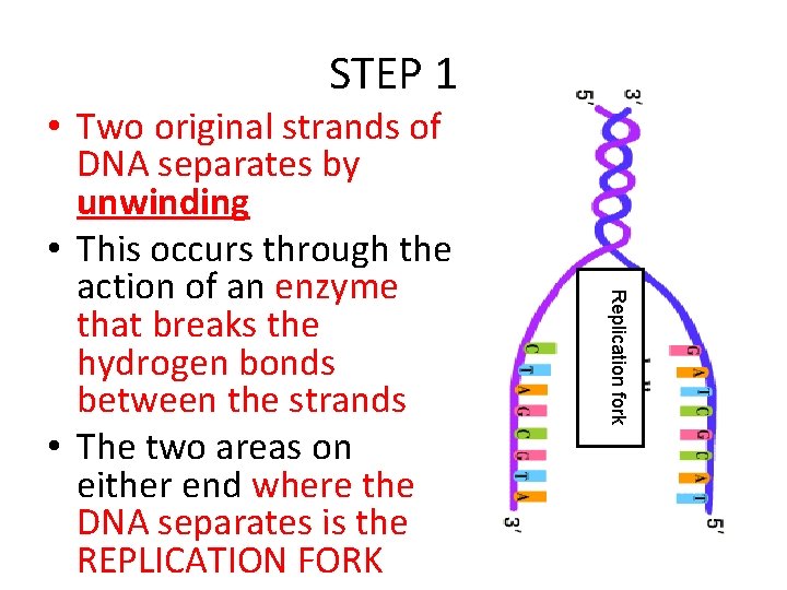 STEP 1 Replication fork • Two original strands of DNA separates by unwinding •
