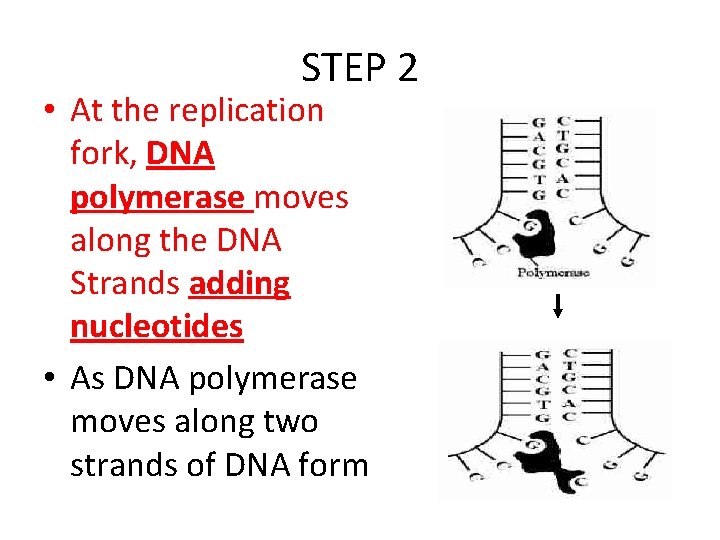STEP 2 • At the replication fork, DNA polymerase moves along the DNA Strands