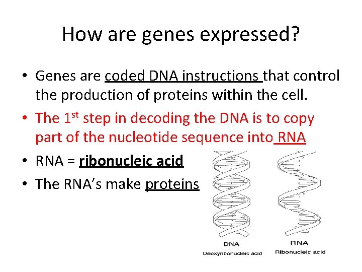 How are genes expressed? • Genes are coded DNA instructions that control the production