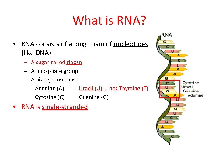 What is RNA? • RNA consists of a long chain of nucleotides (like DNA)