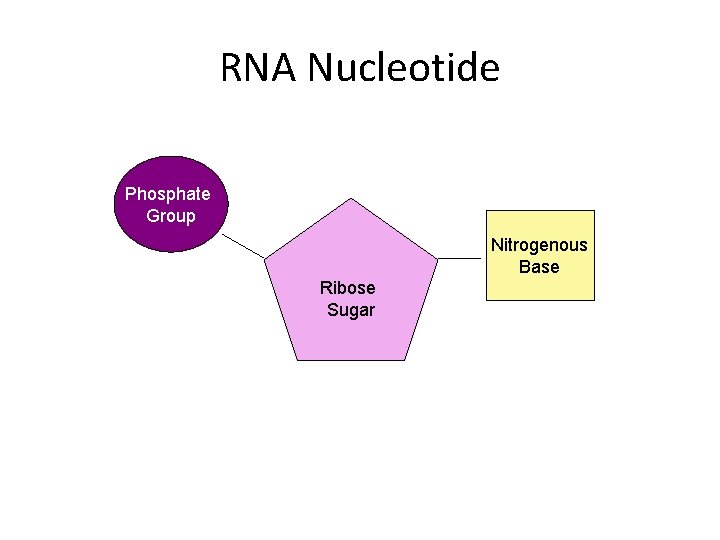 RNA Nucleotide Phosphate Group Nitrogenous Base Ribose Sugar 