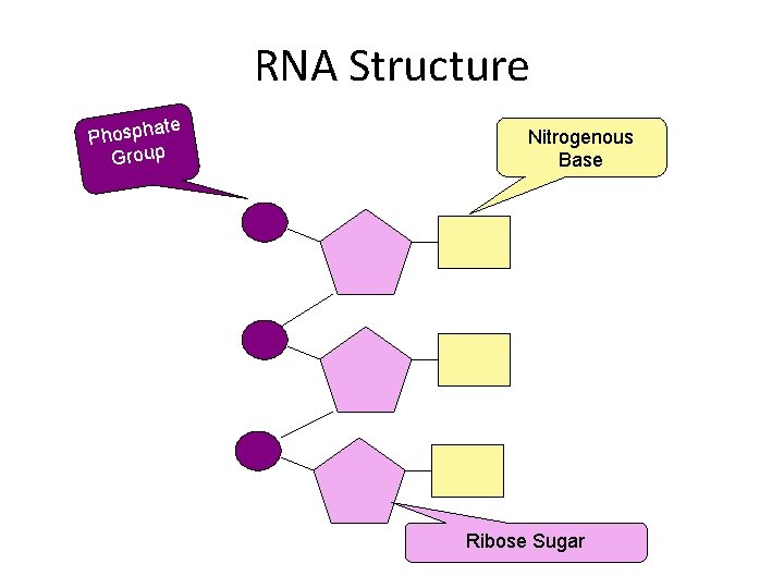 RNA Structure ate Phosph Group Nitrogenous Base Ribose Sugar 