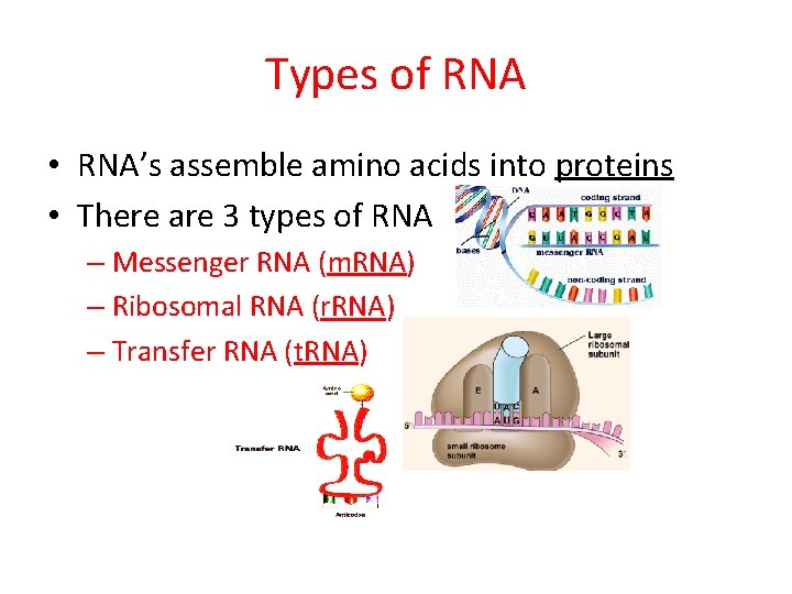 Types of RNA • RNA’s assemble amino acids into proteins • There are 3