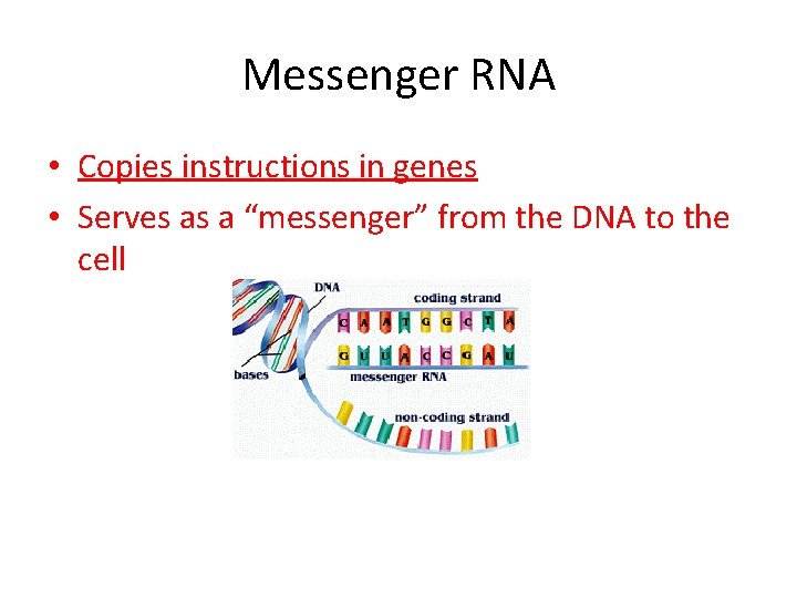 Messenger RNA • Copies instructions in genes • Serves as a “messenger” from the