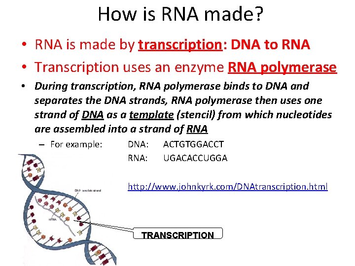 How is RNA made? • RNA is made by transcription: DNA to RNA •