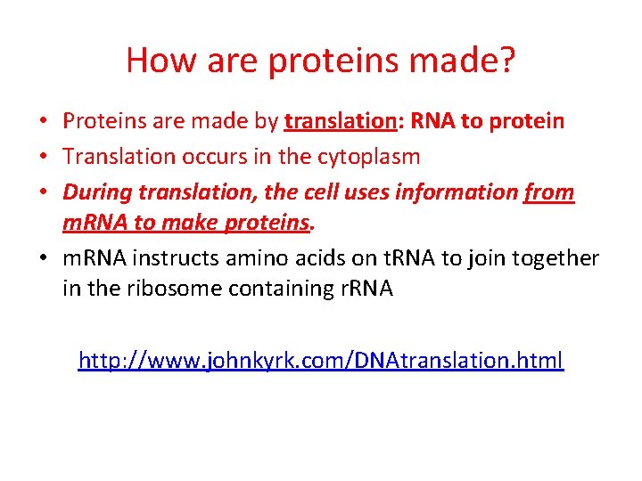 How are proteins made? • Proteins are made by translation: RNA to protein •