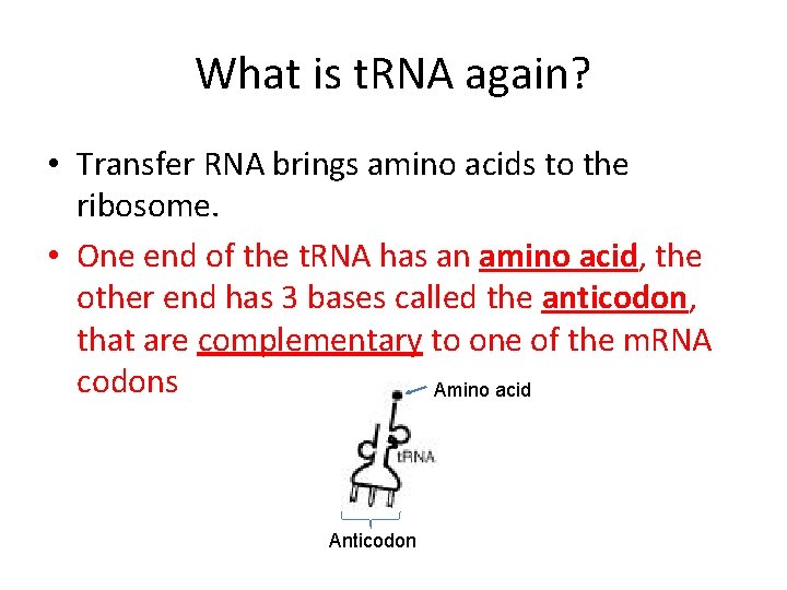 What is t. RNA again? • Transfer RNA brings amino acids to the ribosome.