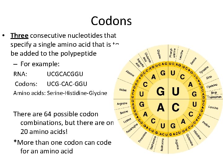 Codons • Three consecutive nucleotides that specify a single amino acid that is to