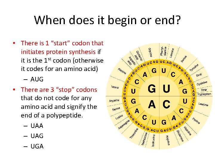When does it begin or end? • There is 1 “start” codon that initiates