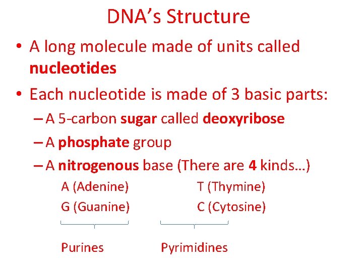 DNA’s Structure • A long molecule made of units called nucleotides • Each nucleotide