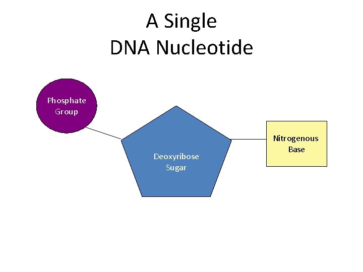 A Single DNA Nucleotide Phosphate Group Deoxyribose Sugar Nitrogenous Base 