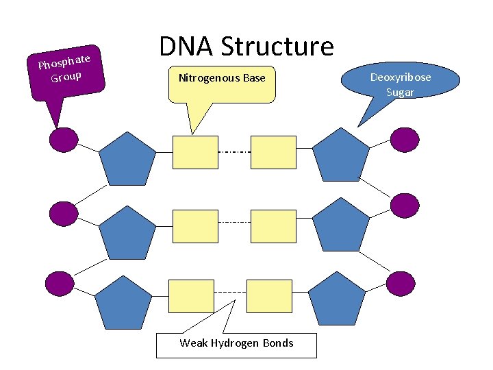 te Phospha Group DNA Structure Nitrogenous Base Weak Hydrogen Bonds Deoxyribose Sugar 