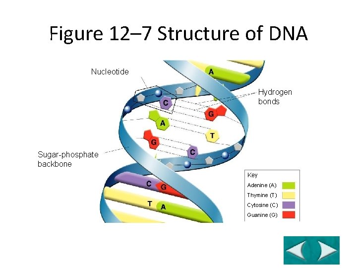 Figure 12– 7 Structure of DNA Section 12 -1 Nucleotide Hydrogen bonds Sugar-phosphate backbone