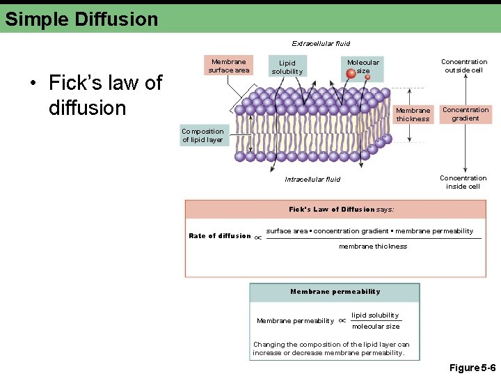 Simple Diffusion Extracellular fluid • Fick’s law of diffusion Membrane surface area Concentration outside