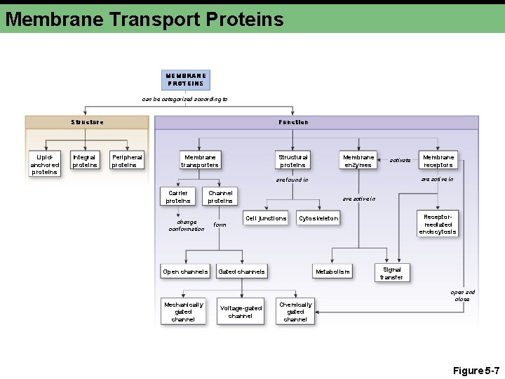 Membrane Transport Proteins MEMBRANE PROTEINS can be categorized according to Structure Lipidanchored proteins Integral