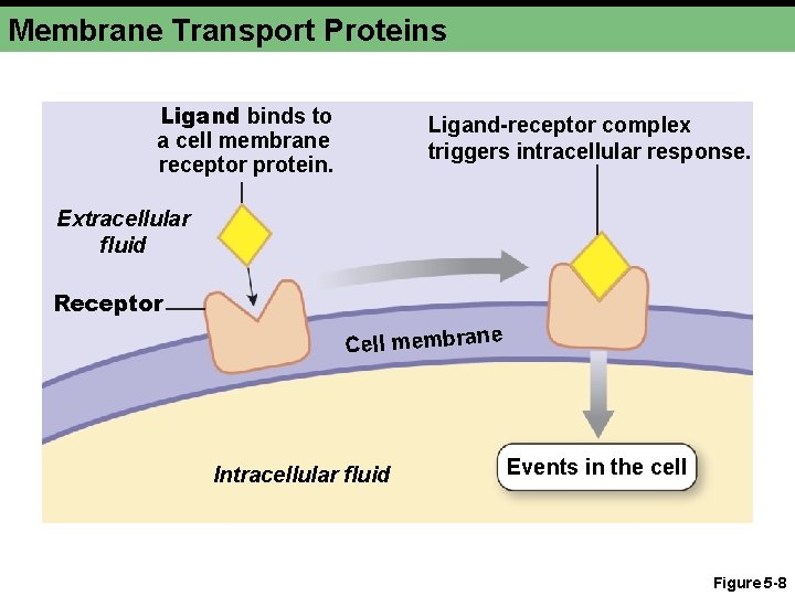 Membrane Transport Proteins Ligand binds to a cell membrane receptor protein. Ligand-receptor complex triggers