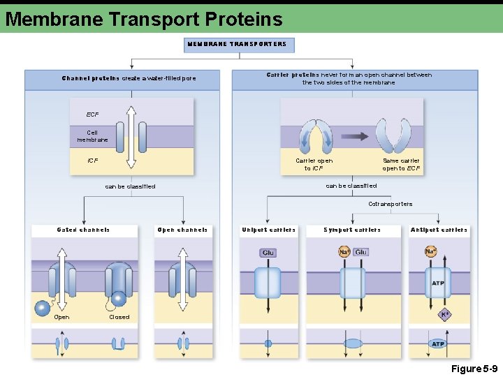 Membrane Transport Proteins MEMBRANE TRANSPORTERS Channel proteins create a water-filled pore Carrier proteins never