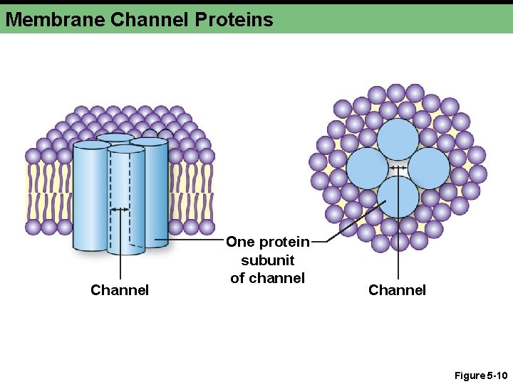 Membrane Channel Proteins Channel One protein subunit of channel Channel Figure 5 -10 