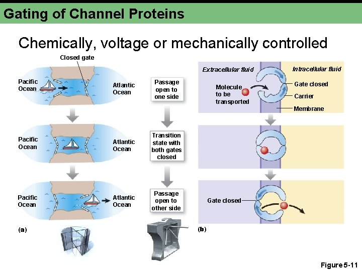 Gating of Channel Proteins Chemically, voltage or mechanically controlled Closed gate Extracellular fluid Pacific