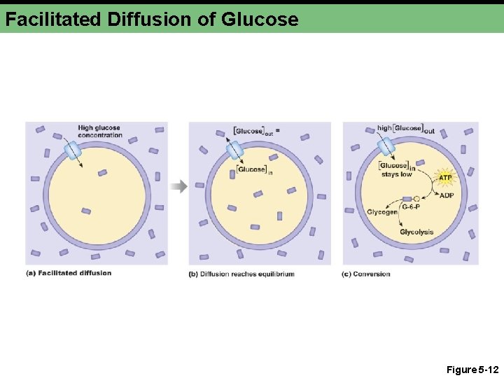 Facilitated Diffusion of Glucose Figure 5 -12 